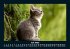 Für Katzenfreunde 2025 Fotokalender... - Bild 11