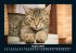 Für Katzenfreunde 2025 Fotokalender... - Bild 12