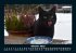 Für Katzenfreunde 2025 Fotokalender... - Bild 3