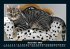 Für Katzenfreunde 2025 Fotokalender... - Bild 5
