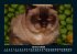 Für Katzenfreunde 2025 Fotokalender... - Bild 6