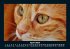 Für Katzenfreunde 2025 Fotokalender... - Bild 8