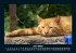 Für Katzenfreunde 2025 Fotokalender... - Bild 10