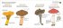 World of Mushrooms - Bild 5