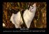 Für Katzenfreunde 2025 Fotokalender... - Bild 2