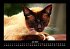 Für Katzenfreunde 2025 Fotokalender... - Bild 12