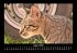 Für Katzenfreunde 2025 Fotokalender... - Bild 13