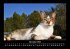 Für Katzenfreunde 2025 Fotokalender... - Bild 4
