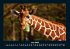 Giraffen 2025 Fotokalender DIN A4 - Bild 11