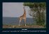 Giraffen 2025 Fotokalender DIN A4 - Bild 12