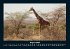 Giraffen 2025 Fotokalender DIN A4 - Bild 13