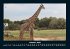 Giraffen 2025 Fotokalender DIN A4 - Bild 3