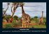 Giraffen 2025 Fotokalender DIN A4 - Bild 5