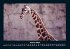 Giraffen 2025 Fotokalender DIN A4 - Bild 6