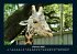 Giraffen 2025 Fotokalender DIN A4 - Bild 7