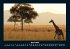 Giraffen 2025 Fotokalender DIN A4 - Bild 9