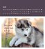 Wandkalender Süße Tierkinder 2026 - Bild 4