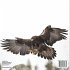How Do Birds Fly? An Introduction to... - Bild 2