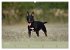 Bullterrier, liebenswerte Sturköpfe... - Bild 12