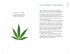 Cannabis - Bild 3