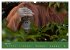 Orang Utans - Indonesien (Wandkalender... - Bild 11