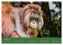 Orang Utans - Indonesien (Wandkalender... - Bild 12