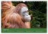 Orang Utans - Indonesien (Wandkalender... - Bild 13