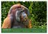 Orang Utans - Indonesien (Wandkalender... - Bild 14