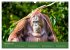 Orang Utans - Indonesien (Wandkalender... - Bild 3