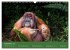 Orang Utans - Indonesien (Wandkalender... - Bild 5