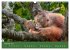 Orang Utans - Indonesien (Wandkalender... - Bild 7