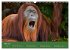 Orang Utans - Indonesien (Wandkalender... - Bild 10