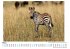 Zebras - (Wandkalender 2025, Kalender... - Bild 3