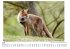 Wildtiere in Deutschland -... - Bild 5