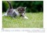 Katzen - (Wandkalender 2025, Kalender... - Bild 4
