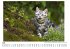 Katzen - (Wandkalender 2025, Kalender... - Bild 5