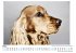 Hunde - Porträts - (Wandkalender 2025,... - Bild 3