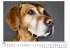 Hunde - Porträts - (Wandkalender 2025,... - Bild 4