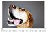 Hunde - Porträts - (Wandkalender 2025,... - Bild 5