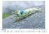 Garnelen - (Wandkalender 2025, Kalender... - Bild 2