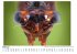 Insekten Nahaufnahmen - (Wandkalender... - Bild 2