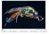 Insekten Nahaufnahmen - (Wandkalender... - Bild 5