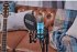 Rode NT1 Signature Blue - Bild 10