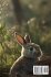 His little Bunny (FANTASY) - Bild 2