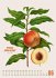 Obstgarten Kalender 2026   Apfel,... - Bild 7