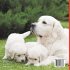 Big Dogs & Puppy Facts for Kids   Dogs... - Bild 2