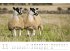 Schafe Kalender 2026 - Bild 12