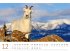 Schafe Kalender 2026 - Bild 13