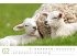 Schafe Kalender 2026 - Bild 3