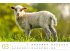 Schafe Kalender 2026 - Bild 4
